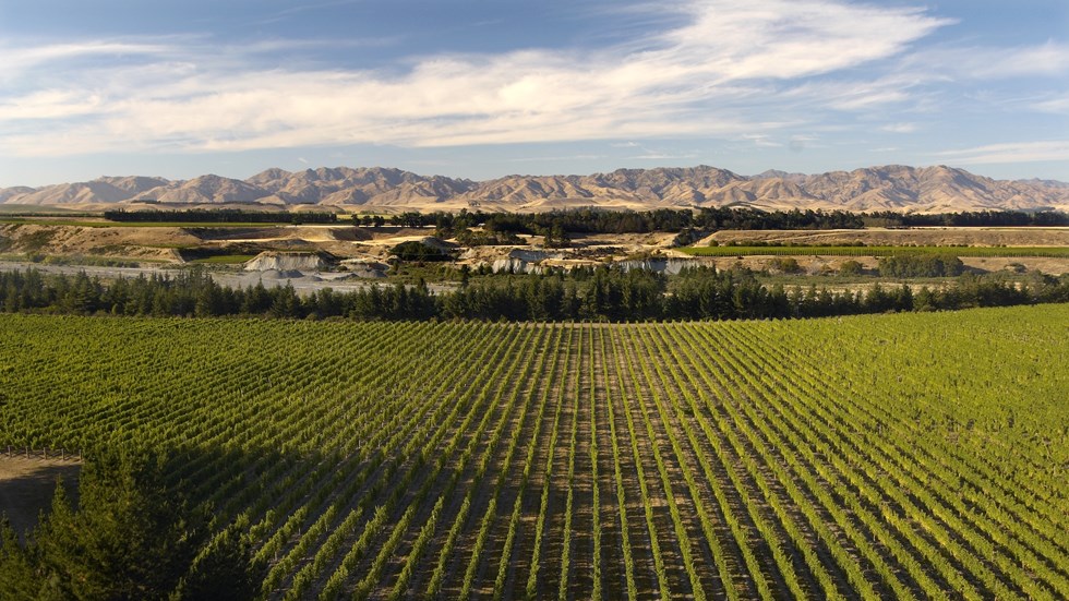 Marlborough's picturesque vineyards with the hills bordering the background, near Blenheim in Marlborough at the top of New Zealand's South Island.
