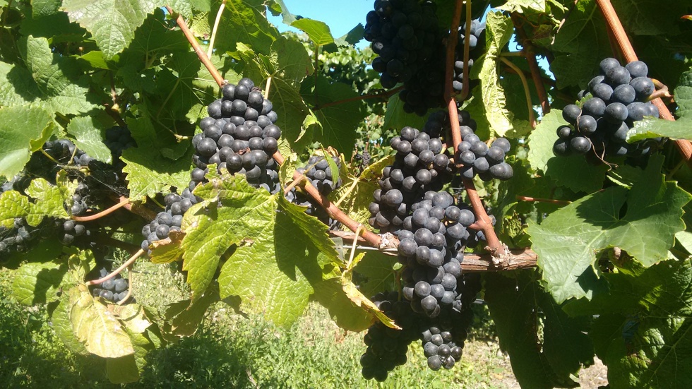 Red grapes on the grapevine can be seen as part of our wine tours in Marlborough near Blenheim, at the top of New Zealand's South Island