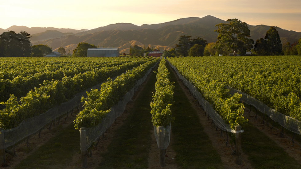 Dark green vineyards at sunset stretch to bordering hills, the bird nets on show they're close to harvest. Near Blenheim in Marlborough at the top of New Zealand's South Island.
