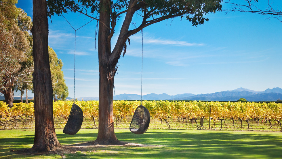 Two egg chairs hang from trees over the lawn against yellow grapevines at Cloudy Bay cellar door, near Blenheim in Marlborough at the top of New Zealand's South Island.,