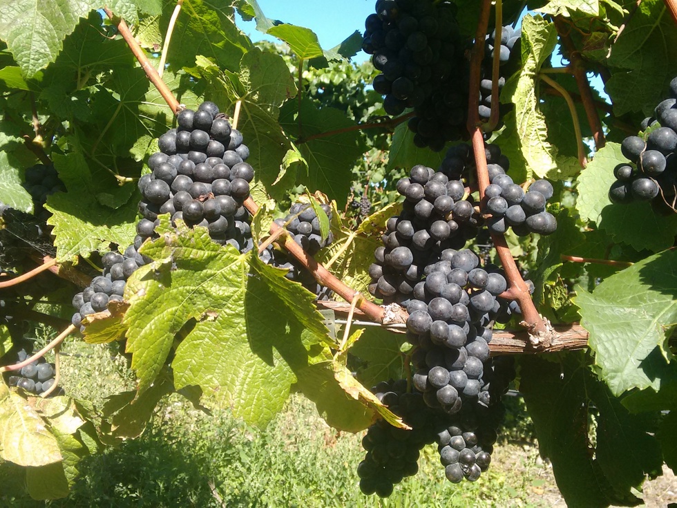 Red grapes on the grapevine can be seen as part of our wine tours in Marlborough near Blenheim, at the top of New Zealand's South Island