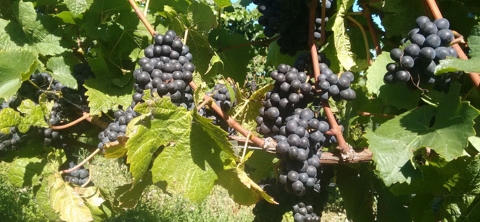 Red grapes on the grapevine can be seen as part of our wine tours in Marlborough near Blenheim, at the top of New Zealand's South Island