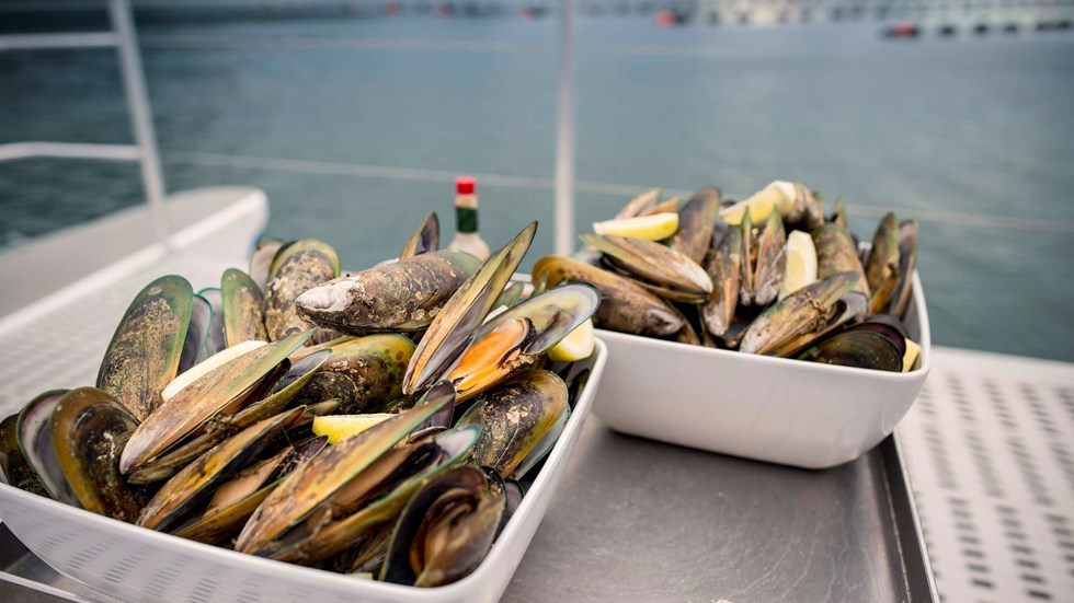 Freshly steamed Greenshell mussels, at the source in the Marlborough Sounds, at the top of New Zealand's South Island
