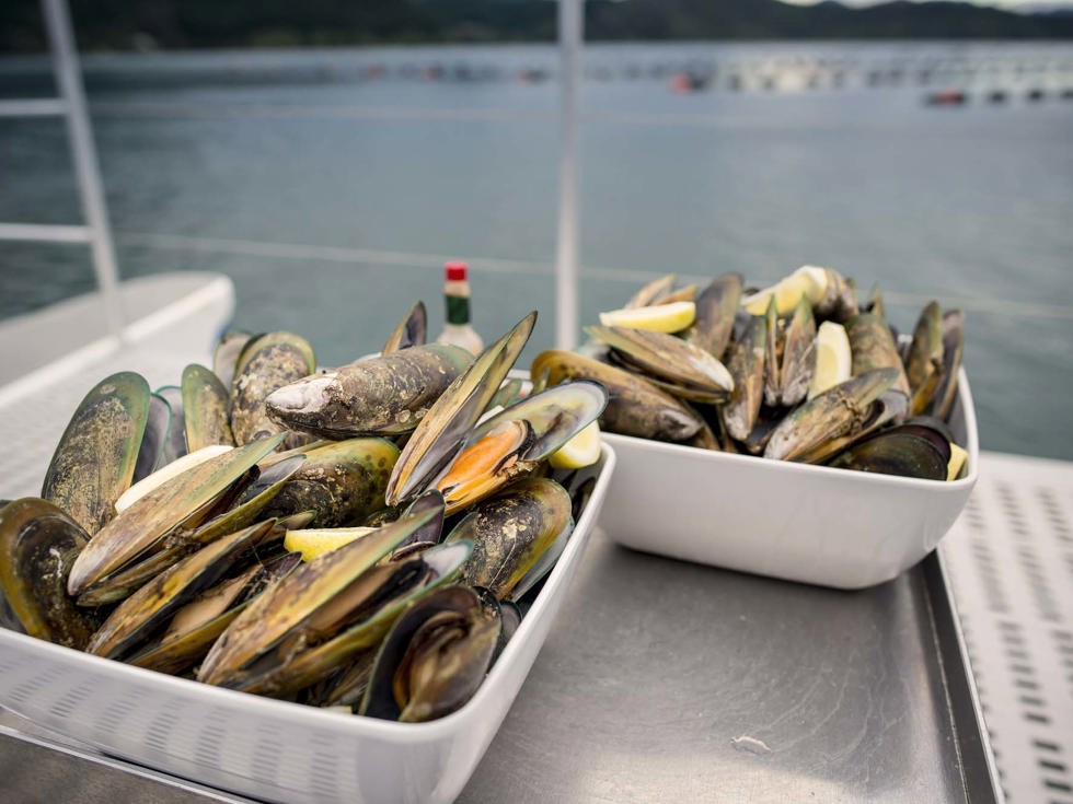 Freshly steamed Greenshell mussels, at the source in the Marlborough Sounds, at the top of New Zealand's South Island