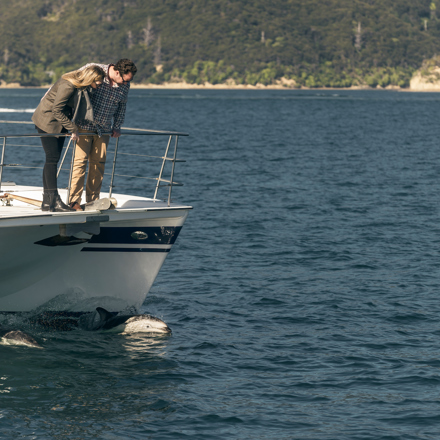 Couple on bow of boat look down at two dolphins swimming under the boat, in the Marlborough Sounds at the top of New Zealand's South Island