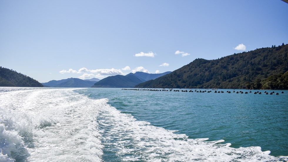 Boat wake and mussel farm in the distance in Marlborough Sounds, at the top of New Zealand's South Island