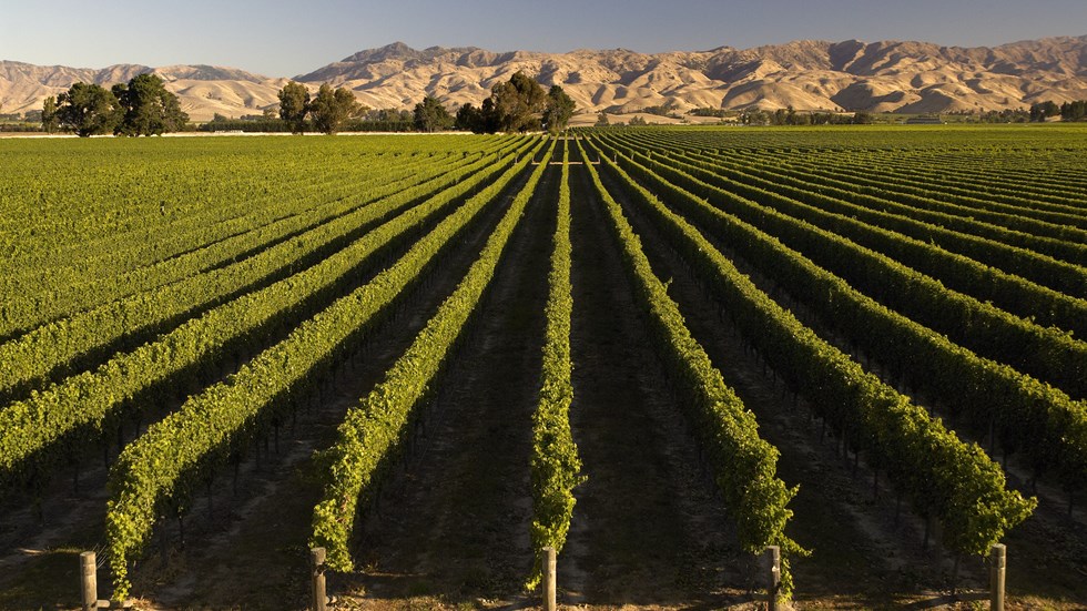 Lush green rows of vineyards stretching away to burnt orange hills behind, near Blenheim in Marlborough at the top of New Zealand's South Island.