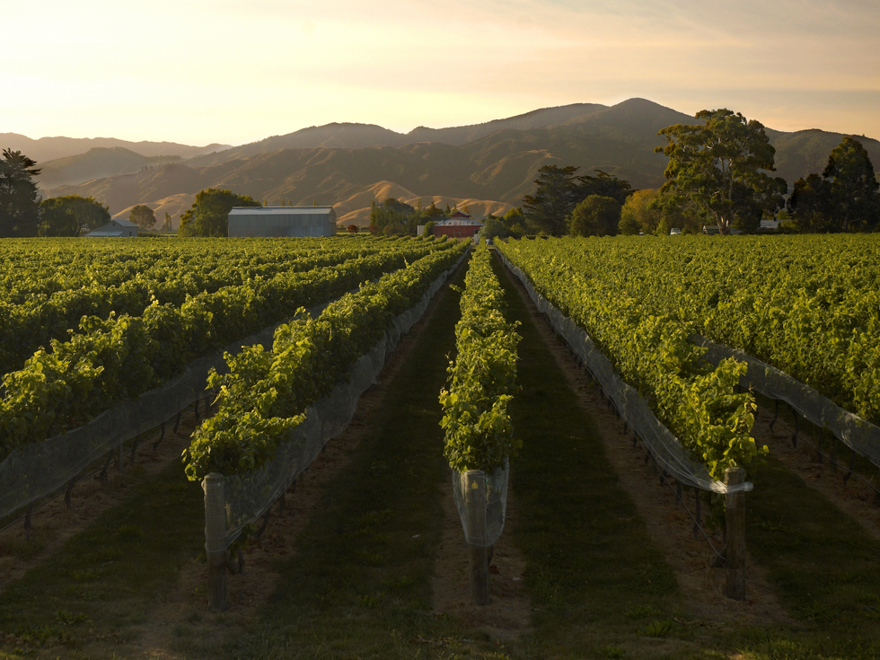 Dark green vineyards at sunset stretch to bordering hills, the bird nets on show they're close to harvest. Near Blenheim in Marlborough at the top of New Zealand's South Island.
