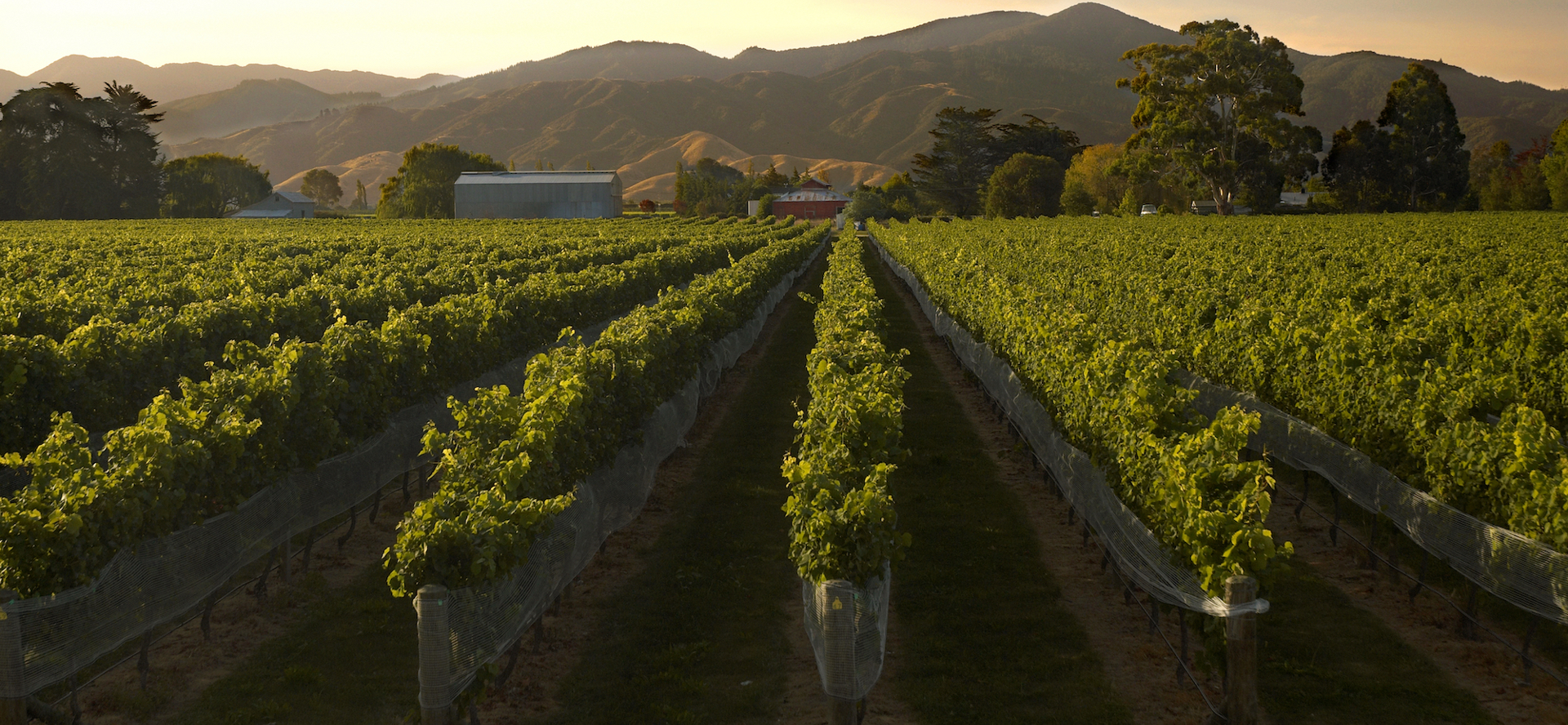 Dark green vineyards at sunset stretch to bordering hills, the bird nets on show they're close to harvest. Near Blenheim in Marlborough at the top of New Zealand's South Island.