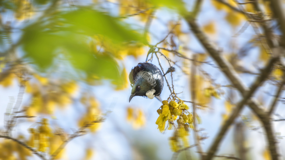 A black/green native tui perches in a native kowhai tree with brilliant yellow flowers in the Marlborough Sounds, at the top of New Zealand's South Island..
