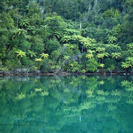 Green native bush full of ponga ferns meets the blue/green water of the Marlborough Sounds, at the top of New Zealand's South Island.