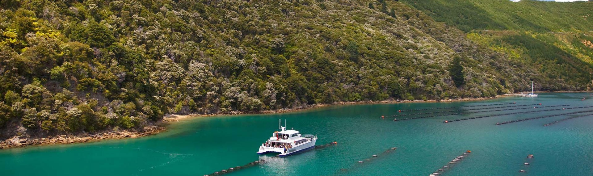 A Greenshell mussel farm visit is part of Marlborough Tour Company's seafood cruises in the Marlborough Sounds, at the top of New Zealand's South Island