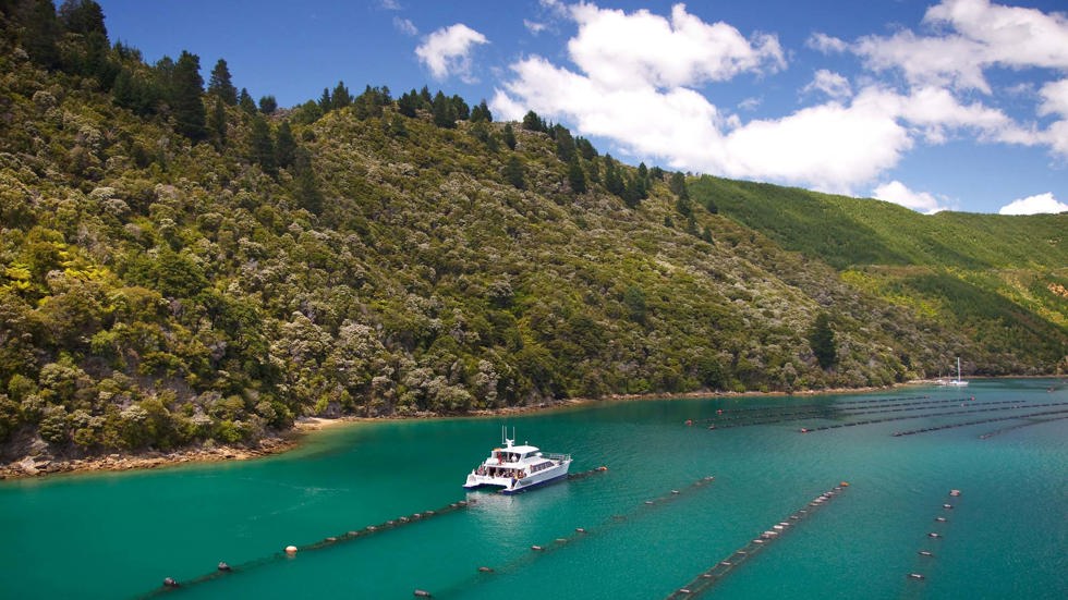 A Greenshell mussel farm visit is part of Marlborough Tour Company's seafood cruises in the Marlborough Sounds, at the top of New Zealand's South Island