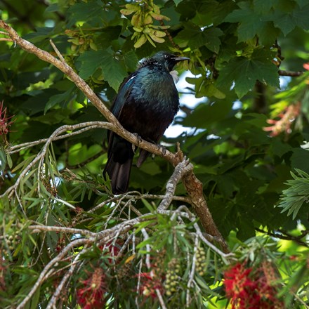 The native Tui bird sits in a tree in Endeavour Inlet in the Marlborough Sounds, at the top of New Zealand's South Island.