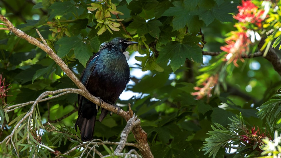 The native Tui bird sits in a tree in Endeavour Inlet in the Marlborough Sounds, at the top of New Zealand's South Island.