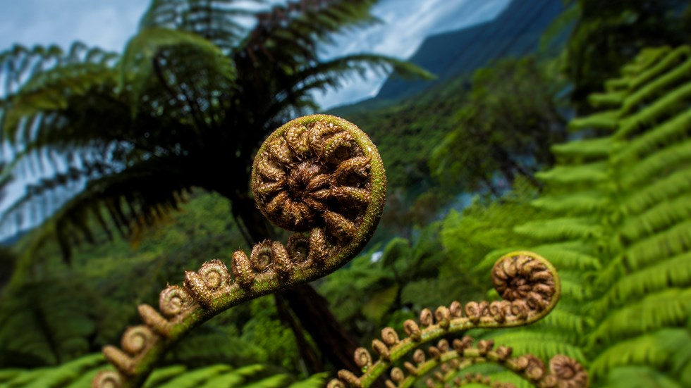 A curled koru baby fern with punga fronds behind and the Marlborough Sounds backdrop, at the top of New Zealand's South Island.