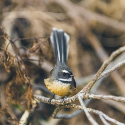 Piwakawaka, or fantail, Marlborough Sounds, New Zealand