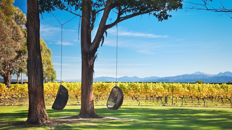 Two egg chairs hang from trees over the lawn against yellow grapevines at Cloudy Bay cellar door, near Blenheim in Marlborough at the top of New Zealand's South Island., 