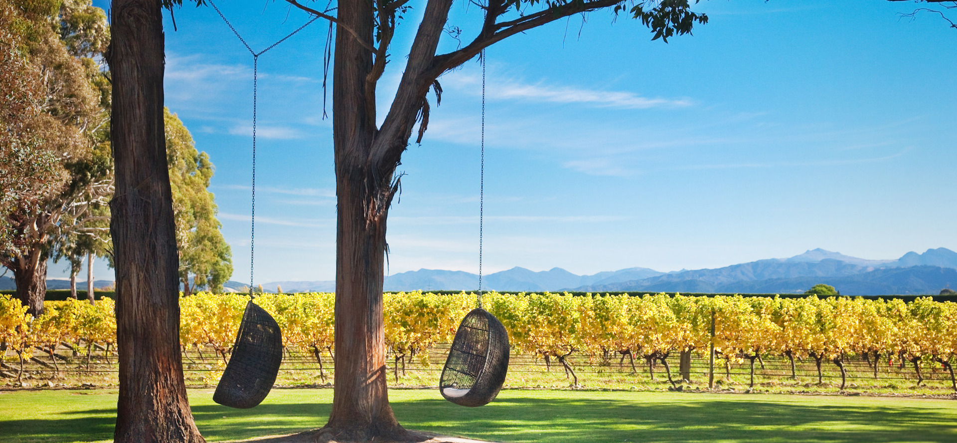 Two egg chairs hang from trees over the lawn against yellow grapevines at Cloudy Bay cellar door, near Blenheim in Marlborough at the top of New Zealand's South Island., 